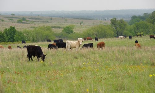 farm_cows
